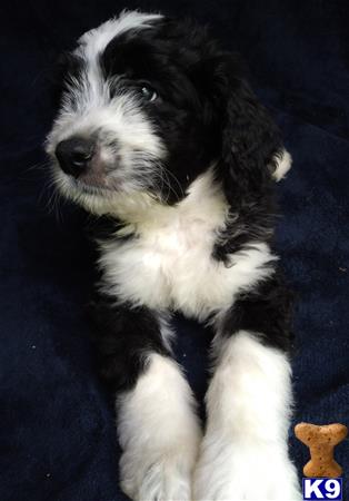 ThatLuckyDog Picture 2